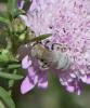 Seladonia pollinosa